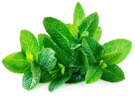 خرید سبزی نعنا خشک صادراتی با قیمت همکاری